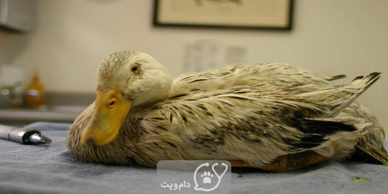 شایع ترین بیماری های اردک || دام و پت