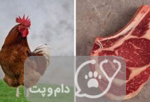 آیا مرغ ها می توانند گوشت بخورند؟ || دام و پت
