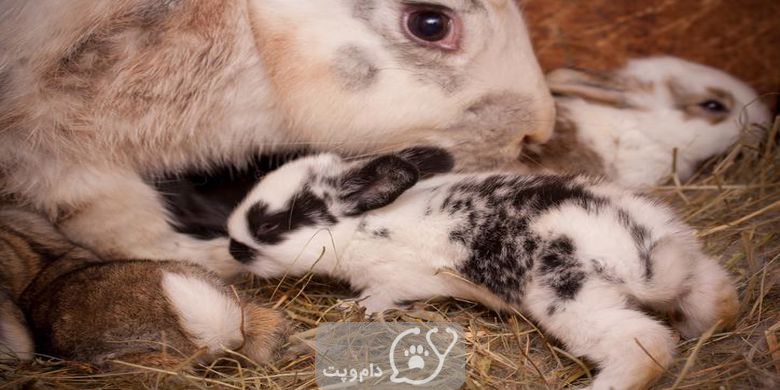 افزایش شیر در خرگوش || دام و پت