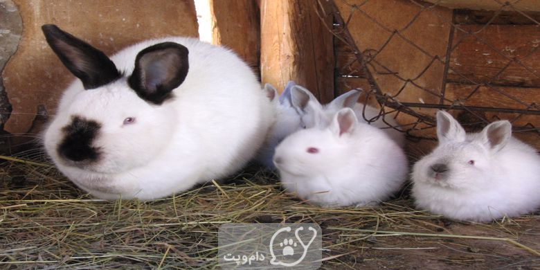 افزایش شیر در خرگوش || دام و پت
