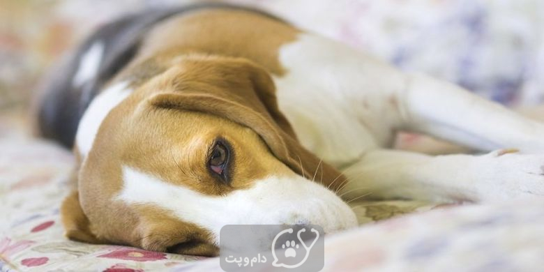 التهاب در سگ نشان دهنده چیست؟ || دام و پت