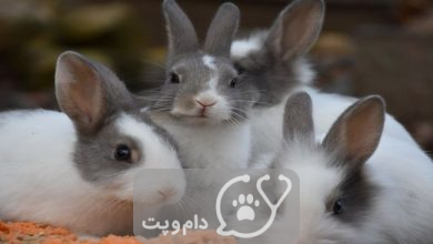 بارداری کاذب در خرگوش ها || دام و پت