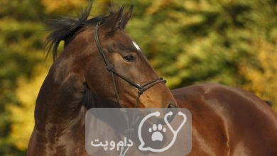 بهترین رژیم غذایی اسب عرب چیست؟ || دام و پت