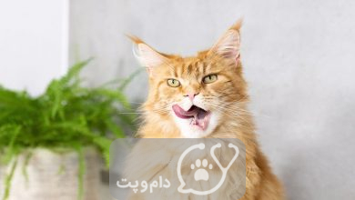 10 علل شایع بوی بد دهان گربه و راهکارهای درمان آن || دام و پت