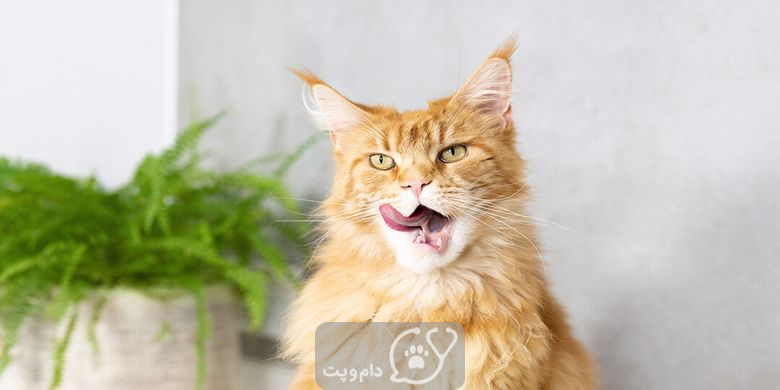 10 علل شایع بوی بد دهان گربه و راهکارهای درمان آن || دام و پت