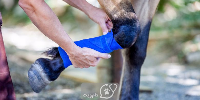 شکستگی در اسب از علت تا درمان || دام و پت