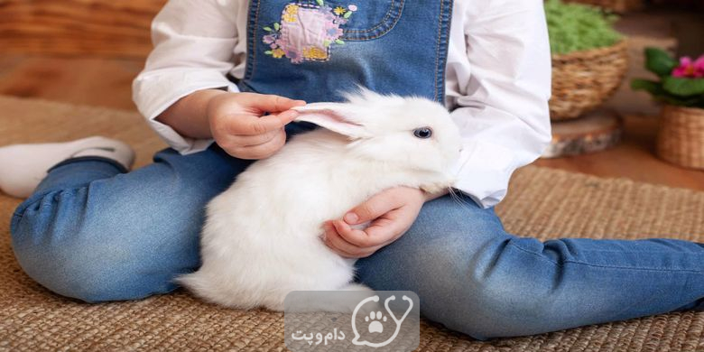 10نژاد برتر خرگوش های خانگی برای کودکان || دام و پت