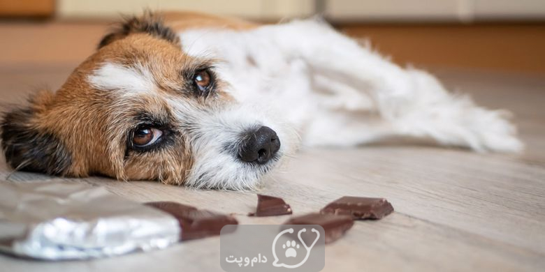  مسمومیت شکلات در سگ کشنده است؟ چگونه پیشگیری کنیم؟ || دام و پت