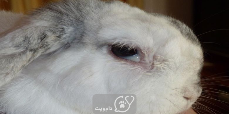 5 مشکلات چشمی شایع در خرگوش ها و گزینه های درمان آن || دام و پت