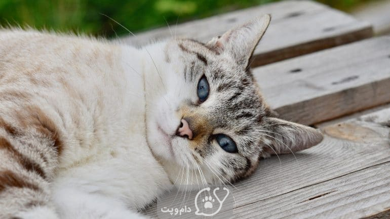 چرا گربه ها با چشمان باز می خوابند؟ || دام و پت