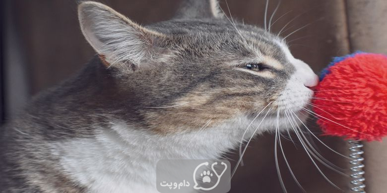 چرا گربه ها همه چیز را بو می کنند؟ || دام و پت