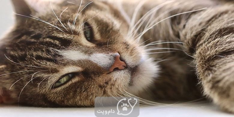 چرا گربه ها چشمان خود را می بندند؟ || دام و پت