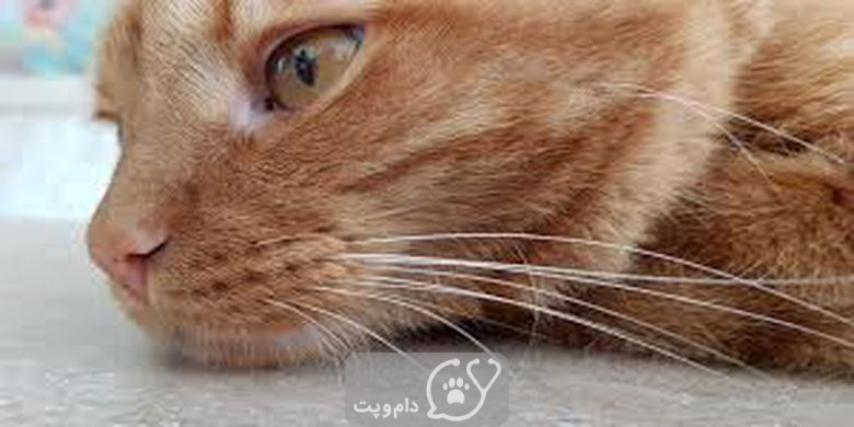 چه چیزی باعث تغییر رنگ بینی گربه می شود؟ || دام و پت