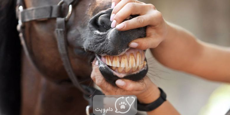 چگونه سن اسب را از روی دندان تشخیص دهیم؟ || دام و پت
