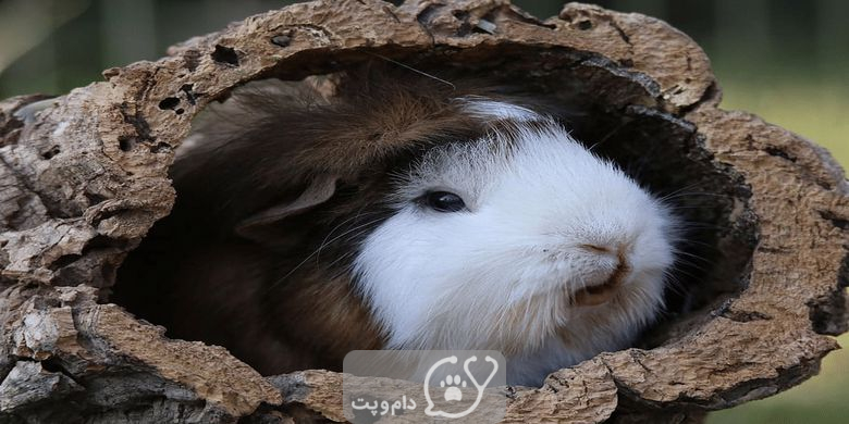 گرمازدگی در خوکچه هندی || دام و پت