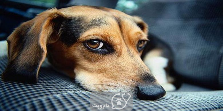 کم خونی در سگ ها چگونه درمان می شود؟ || دام و پت