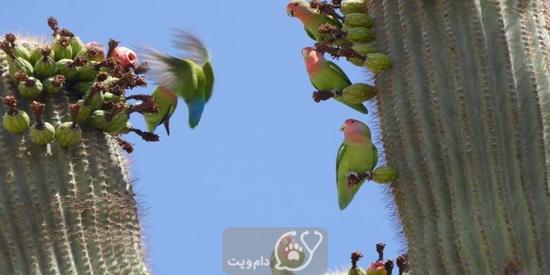 مرغ عشق چقدر عمر می کند؟ || دام و پت