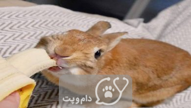 آیا خرگوش ها می توانند موز بخورند؟ || دام و پت