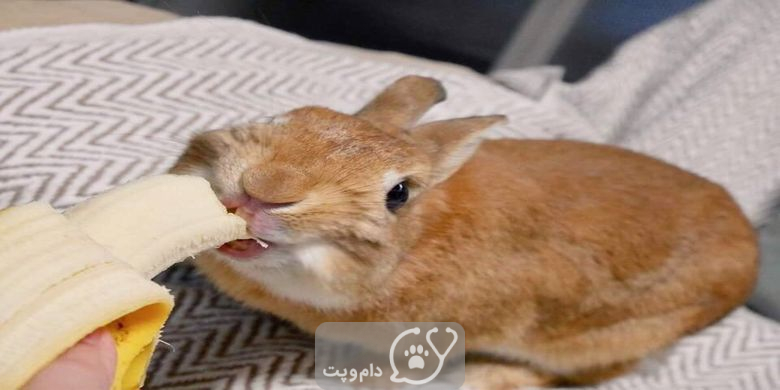 آیا خرگوش ها می توانند موز بخورند؟ || دام و پت