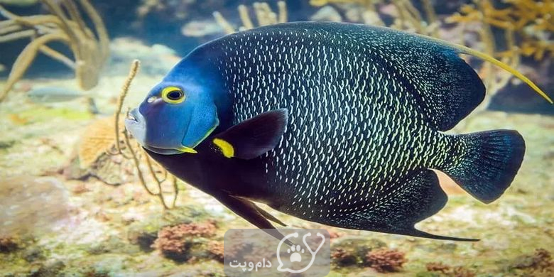 15 نوع از زیباترین ماهی های آکواریومی جهان || دام و پت