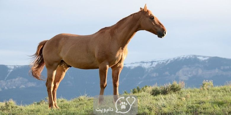 7 علل شایع اینکه چرا اسب ها دم خود را می چرخانند؟ || دام و پت