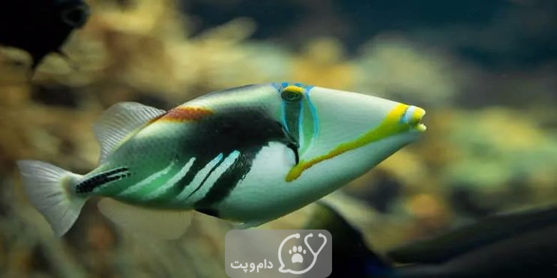 15 نوع از زیباترین ماهی های آکواریومی جهان || دام و پت