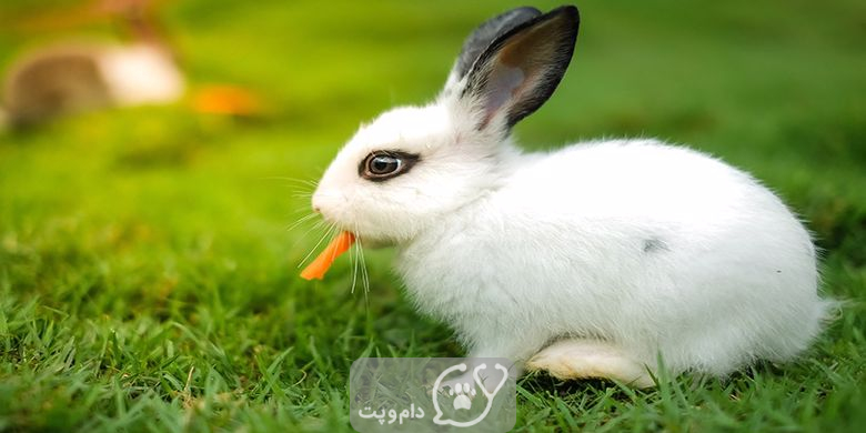 چرا خرگوش نباید هویج بخورد؟ || دام و پت