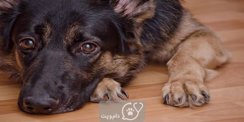 لوپوس در سگ چه علائم و گزینه های درمانی دارد؟ || دام و پت