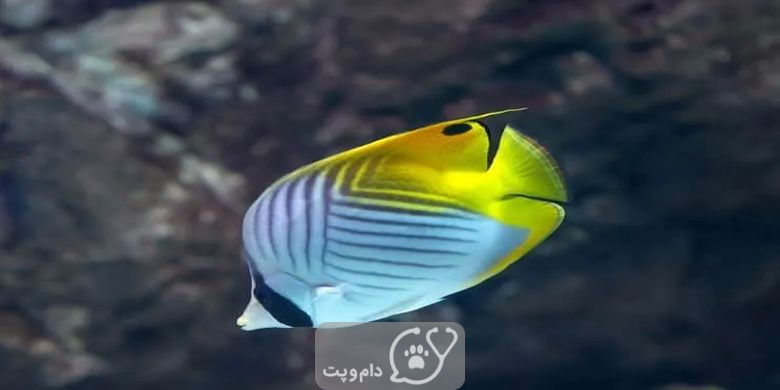 15 نوع از زیباترین ماهی های آکواریومی جهان