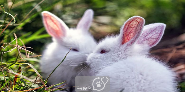 آیا خرگوش دلتنگ می شود؟ || دام و پت