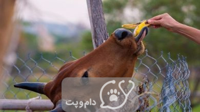 آیا گاو موز می خورد؟ || دام و پت