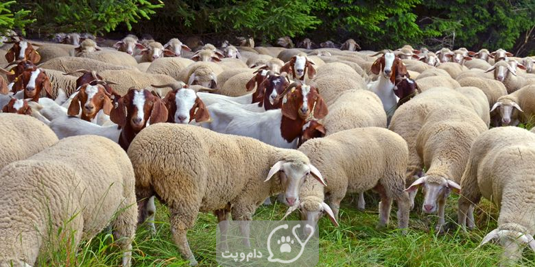 گوسفند چی می خورد؟ || دام و پت