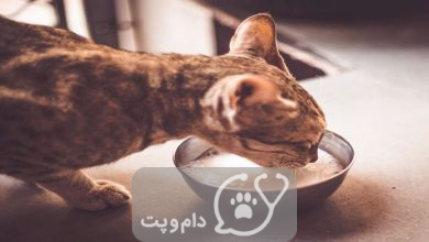 عدم تحمل لاکتوز در گربه ها || دام و پت