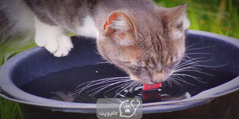 چرا گربه من آب زیادی می نوشد؟ || دام و پت