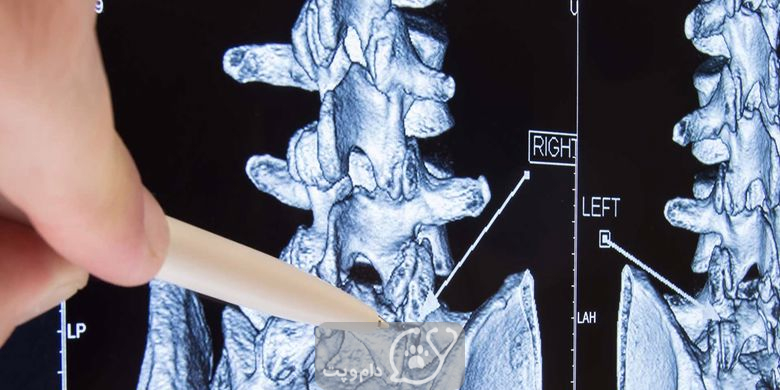 چرا گربه هنگام لمس دچار کمر درد می شود؟ || دام و پت