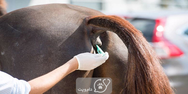تشخیص و درمان شپش اسب || دام و پت