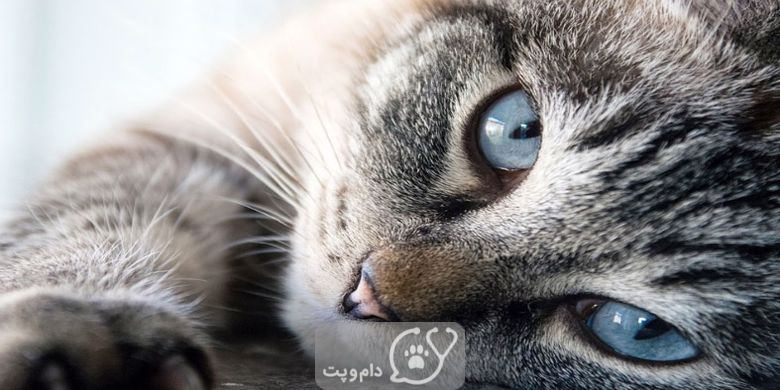 17 علت مرگ ناگهانی در گربه ها || دام و پت