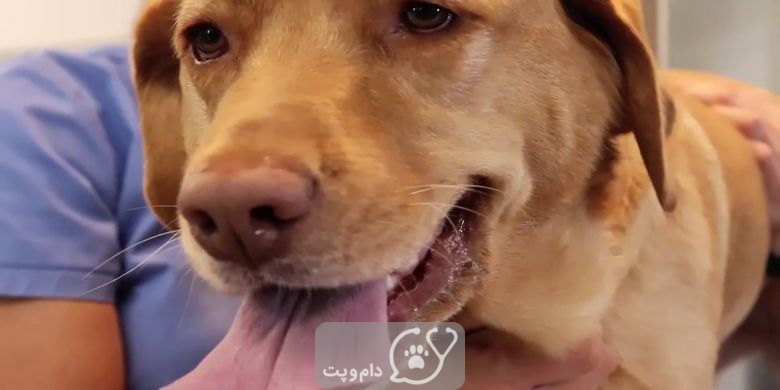 لوپوس در سگ چه علائم و گزینه های درمانی دارد؟ || دام و پت