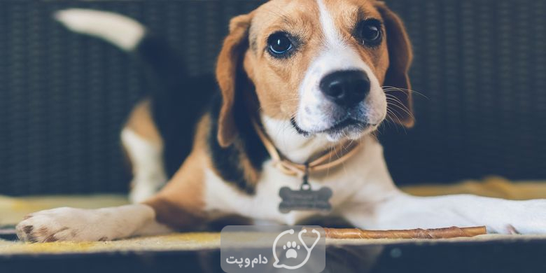 کرم قلابدار در سگ ها چگونه درمان می شود؟ || دام و پت