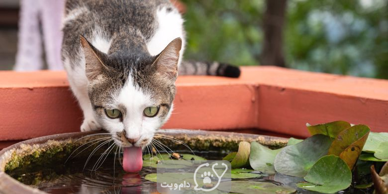 چرا گربه من آب زیادی می نوشد؟ || دام و پت