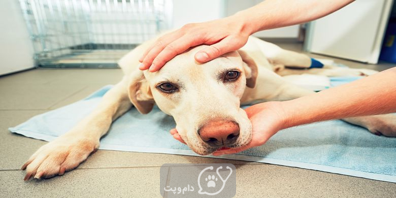 کم خونی در سگ چگونه درمان می شود؟ || دام و پت