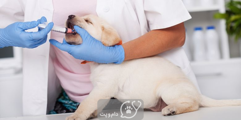 کرم قلابدار در سگ ها چگونه درمان می شود؟ || دام و پت