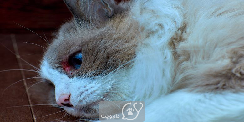 آلرژی بستر در گربه ها چیست و چگونه آنرا درمان کنیم؟ || دام و پت