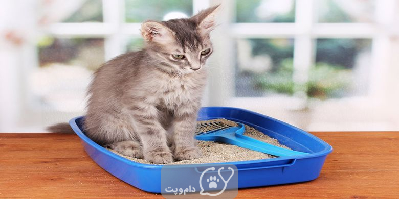 آلرژی بستر در گربه ها چیست و چگونه آنرا درمان کنیم؟ || دام و پت