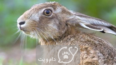 آیا بیماری های خرگوش واگیردار هستند؟ || دام و پت