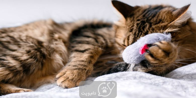 آیا گربه خانگی دچار سردرد می شوند؟ || دام و پت