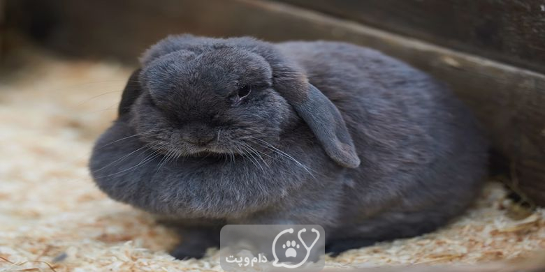 اختلالات ادراری در خرگوش || دام و پت