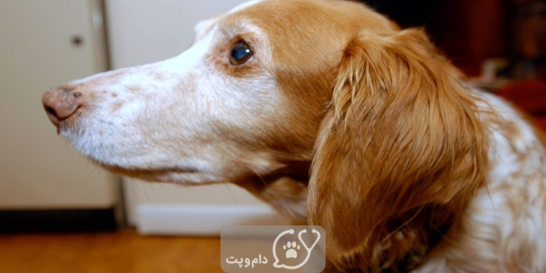 تومورهای ماست سل در سگ ها چیست؟ || دام و پت