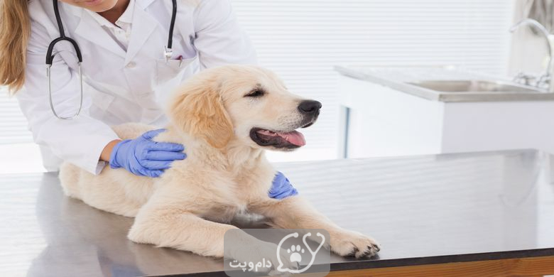 تومورهای ماست سل در سگ ها چیست؟ || دام و پت