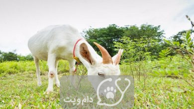 خوردن چوب در بز ها || چرا بز من چوب می خورد؟ دام و پت